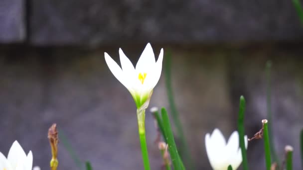 Zephyranthes Also Called Fairy Lily Rain Flower Zephyr Lily Magic — Vídeos de Stock
