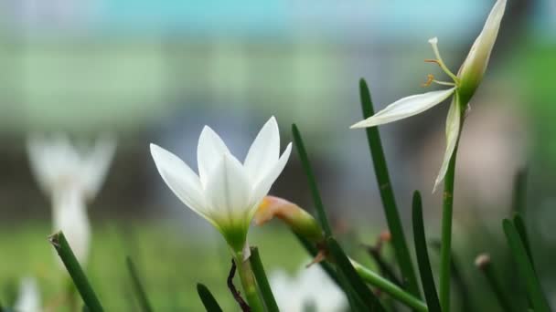 Zephyranthes Juga Disebut Bunga Peri Lili Bunga Hujan Zephyr Lily — Stok Video
