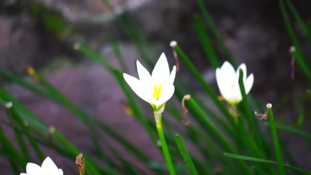 Zephyranthes Also Called Fairy Lily Rain Flower Zephyr Lily Magic — 图库视频影像