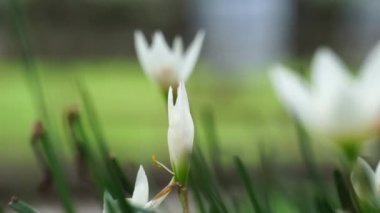 Zephyranthes (ayrıca peri zambağı, yağmur çiçeği, zephyr zambağı, sihirli zambak olarak da bilinir) doğal bir geçmişe sahiptir.