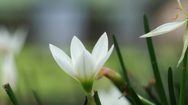 Zephyranthes Also Called Fairy Lily Rain Flower Zephyr Lily Magic — Video Stock