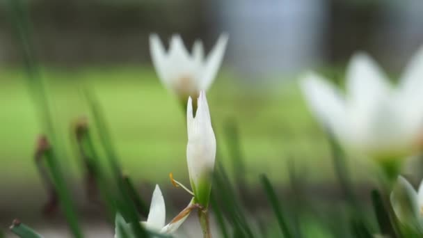 Zephyranthes Also Called Fairy Lily Rain Flower Zephyr Lily Magic — ストック動画