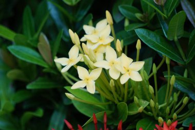 West Indian jasmine (also called ixora, jungle flame, jungle geranium, cruz de Malta) with a natural background
