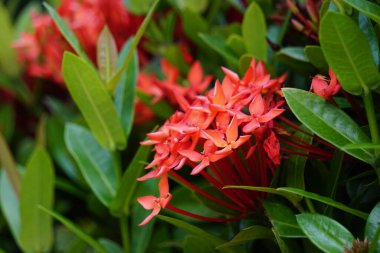 West Indian jasmine (also called ixora, jungle flame, jungle geranium, cruz de Malta) with a natural background