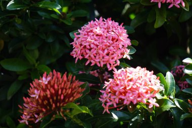 West Indian jasmine (also called ixora, jungle flame, jungle geranium, cruz de Malta) with a natural background