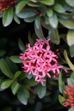 West Indian jasmine (also called ixora, jungle flame, jungle geranium, cruz de Malta) with a natural background