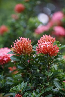West Indian jasmine (also called ixora, jungle flame, jungle geranium, cruz de Malta) with a natural background