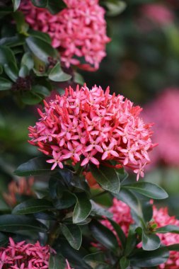 West Indian jasmine (also called ixora, jungle flame, jungle geranium, cruz de Malta) with a natural background