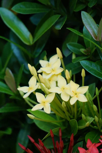 West Indian Jasmine Also Called Ixora Jungle Flame Jungle Geranium — стокове фото