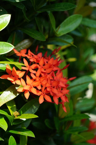 Jazmín Las Indias Occidentales También Llamado Ixora Llama Selva Geranio —  Fotos de Stock