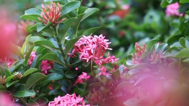 West Indian Jasmine Also Called Ixora Jungle Flame Jungle Geranium — Wideo stockowe