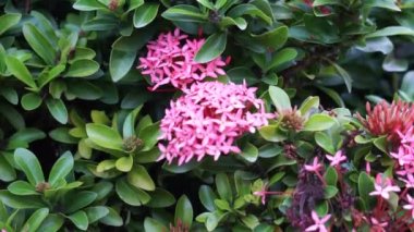 West Indian jasmine (also called ixora, jungle flame, jungle geranium, cruz de Malta) with a natural background