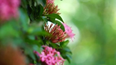 West Indian jasmine (also called ixora, jungle flame, jungle geranium, cruz de Malta) with a natural background