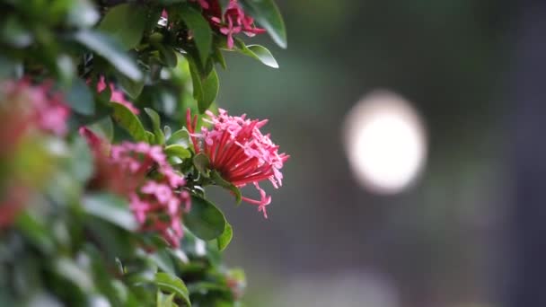 Δυτικό Ινδικό Γιασεμί Ονομάζεται Επίσης Ixora Φλόγα Ζούγκλας Γεράνι Ζούγκλας — Αρχείο Βίντεο