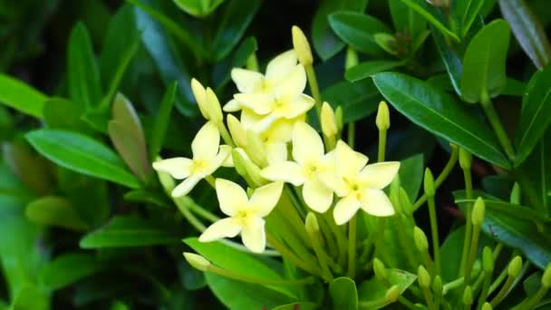West Indian Jasmine Also Called Ixora Jungle Flame Jungle Geranium — 图库视频影像