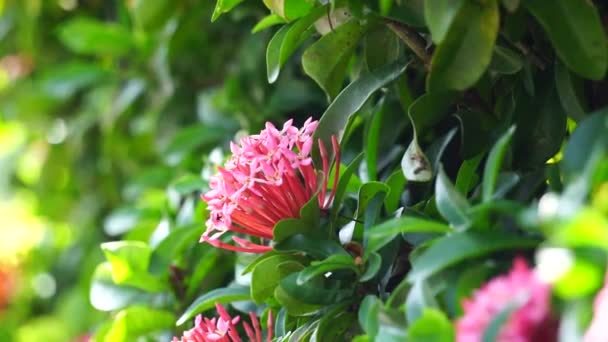 West Indian Jasmine Also Called Ixora Jungle Flame Jungle Geranium — Stockvideo