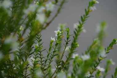 Cuphea hyssopifolia (ayrıca sahte kenevir, Meksika keneviri, Hawaii keneviri, elf bitkisi olarak da bilinir) doğal bir arka planı vardır.