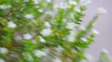 Cuphea hyssopifolia (ayrıca sahte kenevir, Meksika keneviri, Hawaii keneviri, elf bitkisi olarak da bilinir) doğal bir arka planı vardır.