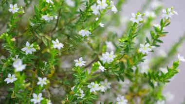 Cuphea hyssopifolia (ayrıca sahte kenevir, Meksika keneviri, Hawaii keneviri, elf bitkisi olarak da bilinir) doğal bir arka planı vardır.