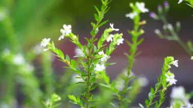 Cuphea hyssopifolia (ayrıca sahte kenevir, Meksika keneviri, Hawaii keneviri, elf bitkisi olarak da bilinir) doğal bir arka planı vardır.