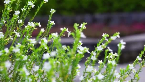 Cuphea Hyssopifolia Ayrıca Sahte Kenevir Meksika Keneviri Hawaii Keneviri Elf — Stok video