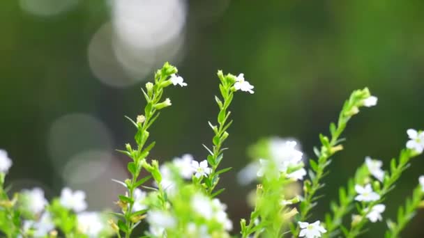 Cuphea Hyssopifolia Ayrıca Sahte Kenevir Meksika Keneviri Hawaii Keneviri Elf — Stok video