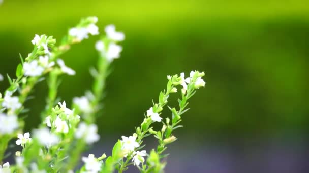 Cuphea Hyssopifolia Zwana Również Sztucznym Wrzosem Meksykańskie Wrzosowisko Hawajskie Wrzosowisko — Wideo stockowe