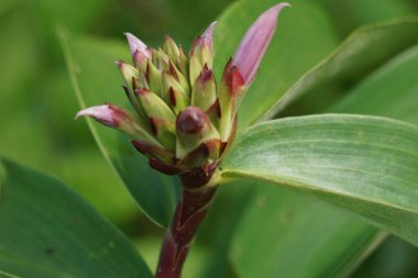 Cheilocostus Specosus (doğada krep zencefil, kostaceae, Hellenia speciosa, volta atan tawar olarak da bilinir). Rhizom ateş, kızarıklık, astım, bronşit ve bağırsak solucanlarının tedavisinde kullanılıyor.