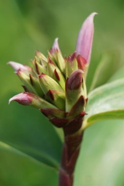 Cheilocostus Specosus (doğada krep zencefil, kostaceae, Hellenia speciosa, volta atan tawar olarak da bilinir). Rhizom ateş, kızarıklık, astım, bronşit ve bağırsak solucanlarının tedavisinde kullanılıyor.