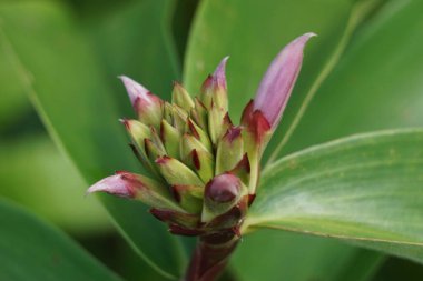 Cheilocostus Specosus (doğada krep zencefil, kostaceae, Hellenia speciosa, volta atan tawar olarak da bilinir). Rhizom ateş, kızarıklık, astım, bronşit ve bağırsak solucanlarının tedavisinde kullanılıyor.