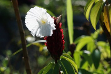 Cheilocostus Specosus (doğada krep zencefil, kostaceae, Hellenia speciosa, volta atan tawar olarak da bilinir). Rhizom ateş, kızarıklık, astım, bronşit ve bağırsak solucanlarının tedavisinde kullanılıyor.