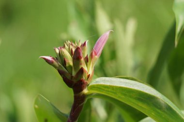 Cheilocostus Specosus (doğada krep zencefil, kostaceae, Hellenia speciosa, volta atan tawar olarak da bilinir). Rhizom ateş, kızarıklık, astım, bronşit ve bağırsak solucanlarının tedavisinde kullanılıyor.
