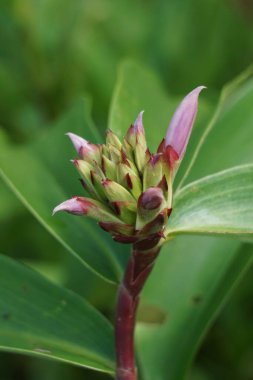 Cheilocostus Specosus (doğada krep zencefil, kostaceae, Hellenia speciosa, volta atan tawar olarak da bilinir). Rhizom ateş, kızarıklık, astım, bronşit ve bağırsak solucanlarının tedavisinde kullanılıyor.