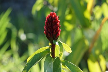 Cheilocostus Specosus (doğada krep zencefil, kostaceae, Hellenia speciosa, volta atan tawar olarak da bilinir). Rhizom ateş, kızarıklık, astım, bronşit ve bağırsak solucanlarının tedavisinde kullanılıyor.