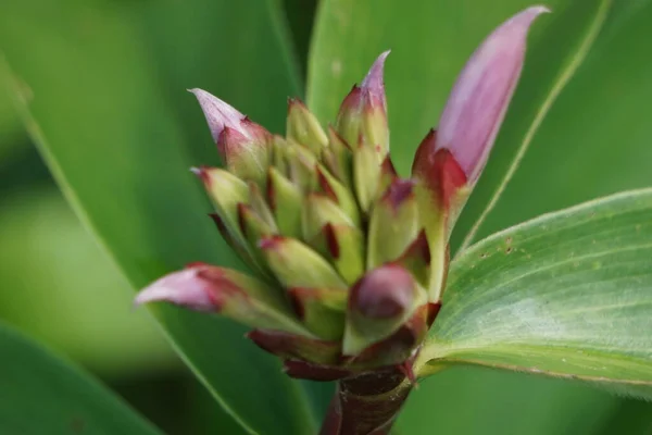 Cheilocostus Speciosus También Llamado Jengibre Crepe Costaceae Hellenia Speciosa Pacing — Foto de Stock