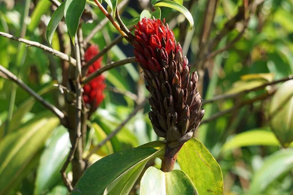 金银花 Chilocostus Speciosus 也称为Crepe Ginger Costaceae Hellenia Speciosa Pacing Tawar — 图库照片