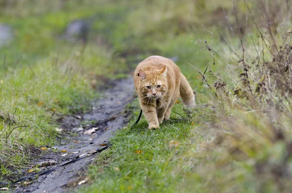Röd katt går i höst gräset på en koppel — Stockfoto