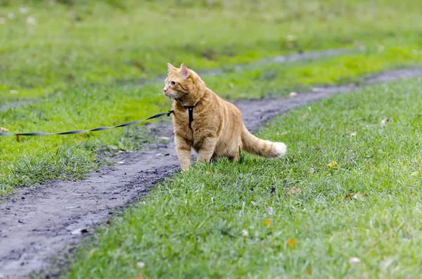 Kırmızı kedi tasması yeşil çimlerde yürüyor
