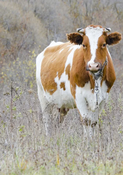 Beyaz-kırmızı inek portre — Stok fotoğraf