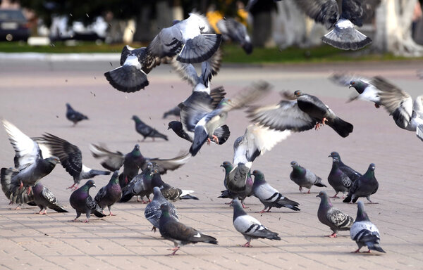 A flock of pigeons on the fly bite seeds in the Park
