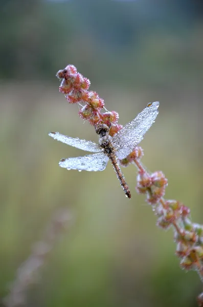 Libelle in den Tautropfen — Stockfoto