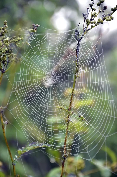 Spinnenweb — Stockfoto