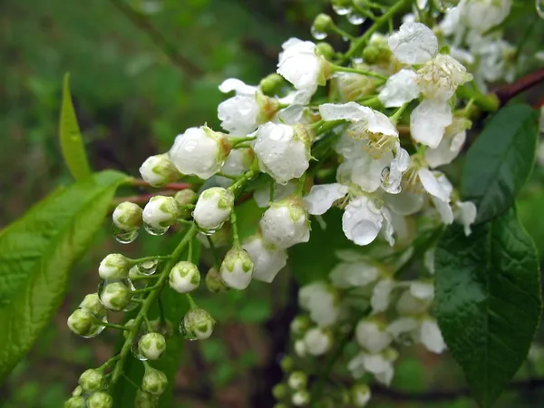 Fågel körsbär blommor i regndroppar — Stockfoto