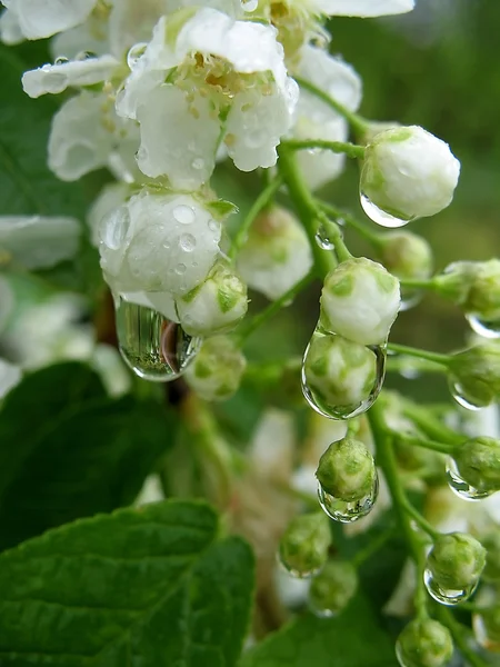 Fleurs de cerisier oiseau sous la pluie gouttes — Photo