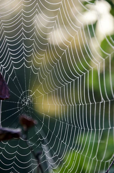 Teia de aranha — Fotografia de Stock