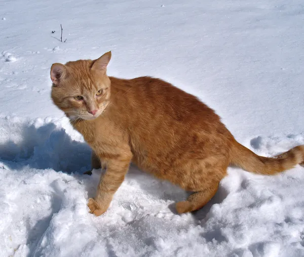 Red cat on a March snow — Stock Photo, Image