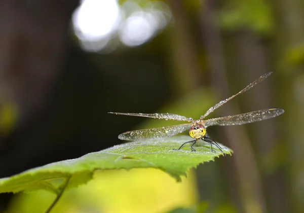 Libélula en la sábana — Foto de Stock