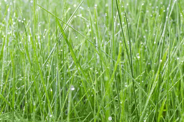 Hierba verde en gotas de rocío — Foto de Stock