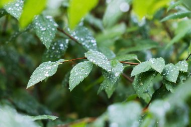 Su damlalı yeşil yapraklar, makro, doğa arka planı