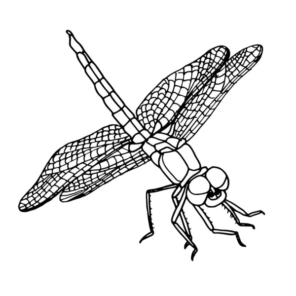 A black and white sketch of a dragonfly with wings spread. Vector illustration — Stock Vector
